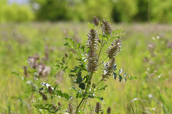 Glicyrhiza Uralensis Sibirya Nın Güneyindeki Altai Bölgesi Nde Bir Çayırdaki — Stok fotoğraf