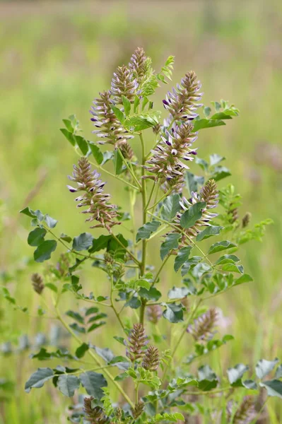 Glycyrrhiza Uralensis 西伯利亚南部阿尔泰地区草地上的乌拉尔甘草 — 图库照片