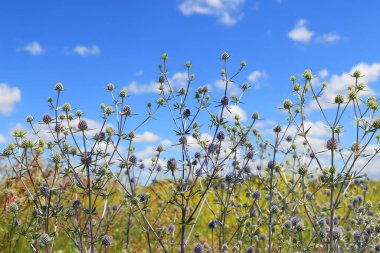 Eryngium planum. Mavi başlıklı bitki yazın mavi gökyüzünün arka planında