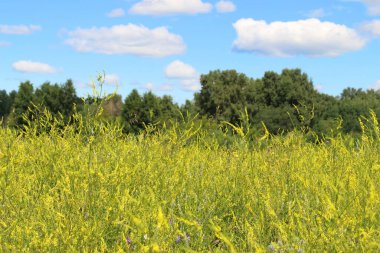 Melilotus officinalis. Rusya 'nın Novosibirsk bölgesinde bir çayırda tıbbi tatlı yonca
