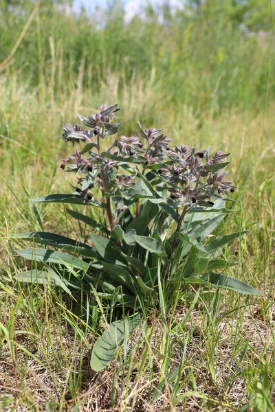 Nonea Rossica Steven Russian Nonea Plant Summer Day South Western — Stock Photo, Image