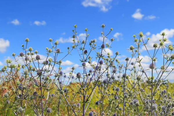 Eryngium Planum Blue Headed Plant Summer Background Blue Sky — Stock Photo, Image