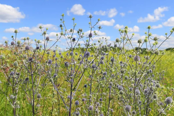 Eryngium Planum 시베리아 남부의 초원에 스톡 사진