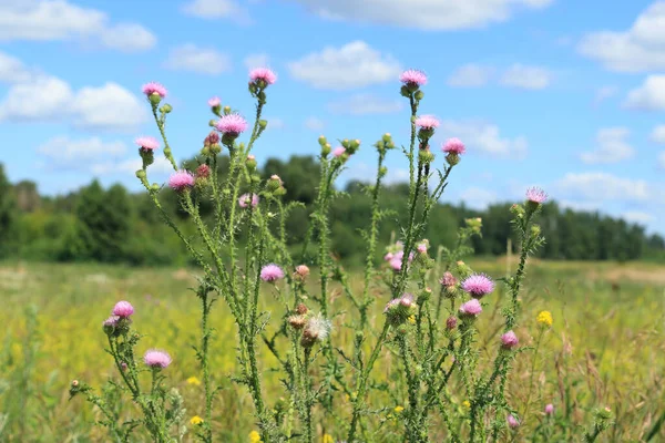Carduus asanthoidleri. Sibirya 'da bir çayırda dikenli devedikeni çiçek açıyor.