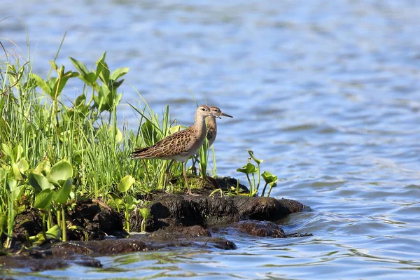 Philomachus Pugnax Couple Ruffs Summer Day North Western Siberia — Stock Photo, Image