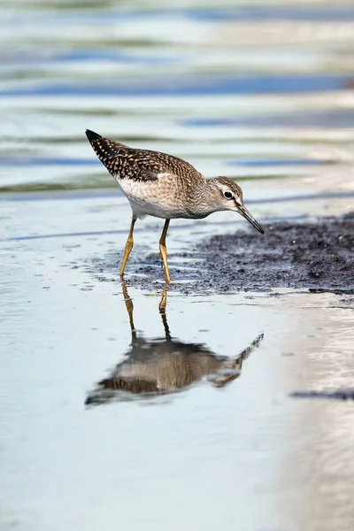 Tringa Glareola Waldwasserläufer August Nordsibirien — Stockfoto