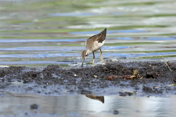 Tringa Glareola Wood Sandpiper Elokuussa Pohjois Siperiassa — kuvapankkivalokuva