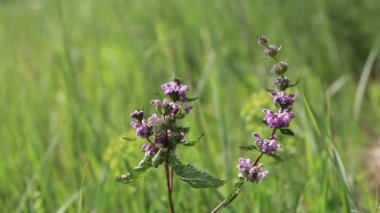 Phlomis tüberosa. Batı Sibirya 'nın güneyindeki bir çayırda yazın çiçek açan bitkiler.