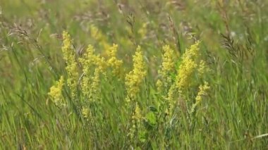 Galyum verum. Batı Sibirya 'da bir çayırda yaz mevsiminde sarı yatak örtüsü
