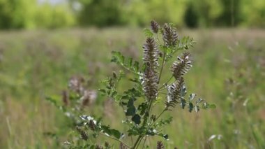 Glicyrhiza uralensis. Kulunda bozkırında bir yaz gününde Ural meyan kökü