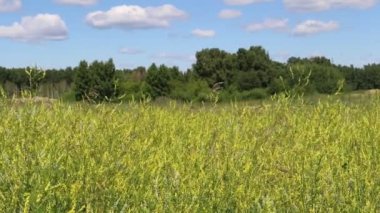 Melilotus officinalis. Yazın Sibirya 'nın güneyinde bir bitki.