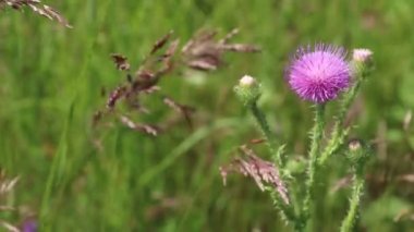 Carduus asanthoidleri. Sibirya 'da bir çayırda dikenli devedikeni çiçek açıyor.