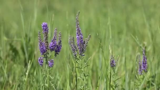 ヴェロニカ シビリカ アルタイのクルンダ草原の夏のヴェロニカ植物 — ストック動画