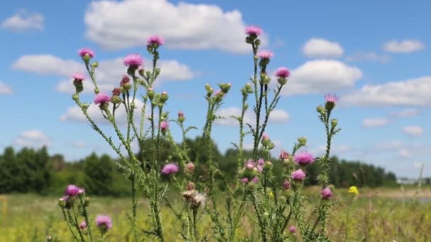 Carduus Acanthoides Bloei Van Stekelige Distel Een Weide Siberië — Stockvideo