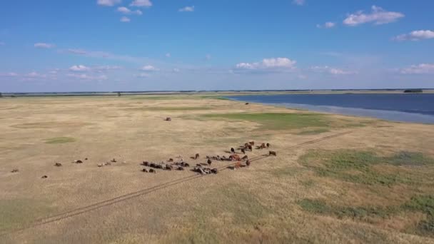 Kulundinsky Düzlüklerindeki Çiftlik Hayvanları Altai Bölgesi Nin Blagoveshchensky Ilçesine Bağlı — Stok video