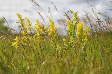 Galyum verum. Sibirya 'daki Altai Bölgesi' nin Kulundinsky bozkırındaki bir çayırda yaz mevsiminde sarı yatak kamışı.