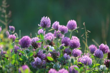 Trifolium pratense. Akşam ışığında çayırdaki kırmızı yonca
