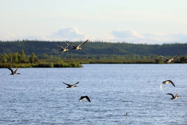 Anas Acuta Een Kudde Van Northern Pintail Vlucht Overheen Een — Stockfoto