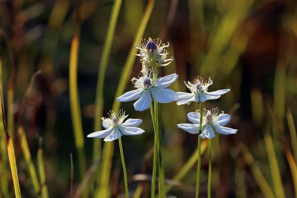 Parnassia Palustris Hierba Parnaso Luz Tarde Norte Siberia —  Fotos de Stock