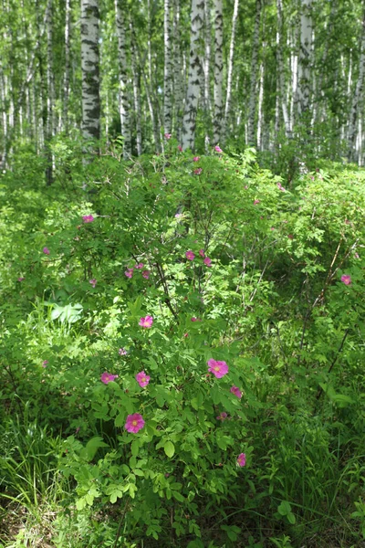 Églantier Dans Une Boucherie Lors Une Journée Été Sibérie — Photo