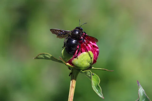 Xylocopa Valga 木蜂在花园里的花朵上坐下 — 图库照片