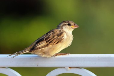 Passer domesticus. Sibirya 'nın kuzeyinde genç bir serçe.