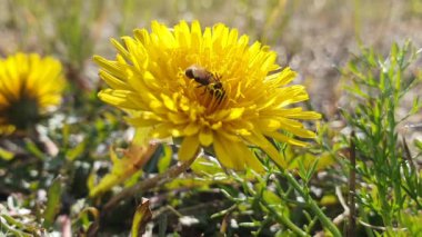 Halictidae. Kuzey Sibirya 'da çiçek açan bir karahindiba üzerinde sürünen bir erkek arı.