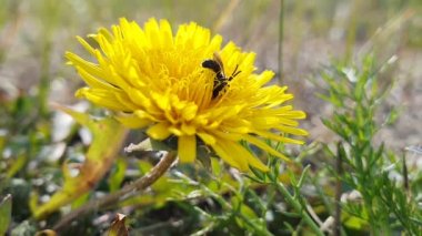 Halictidae. Kuzey Sibirya 'da çiçek açan bir karahindiba üzerinde sürünen bir erkek arı.