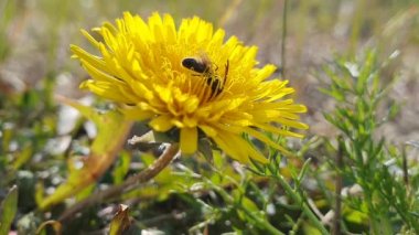 Halictidae. Kuzey Sibirya 'da çiçek açan bir karahindiba üzerinde sürünen bir erkek arı.