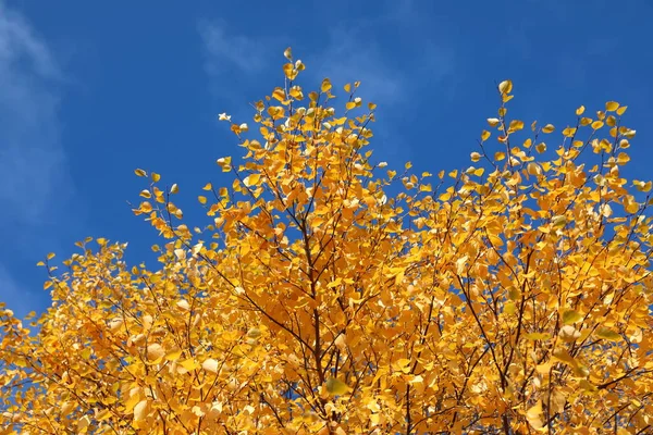 Żółte Liście Brzozy Przeciwko Błękitnemu Syberyjskiemu Niebu — Zdjęcie stockowe