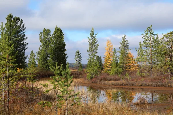 Paesaggio Autunnale Con Tundra Forestale Della Siberia Nordoccidentale — Foto Stock