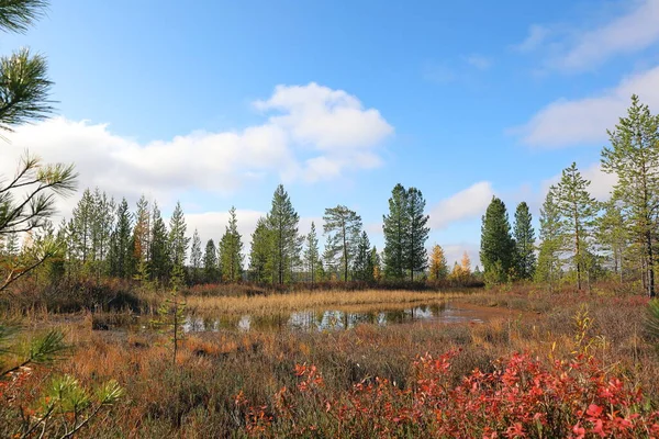 Paesaggio Autunnale Con Tundra Forestale Della Siberia Nordoccidentale — Foto Stock