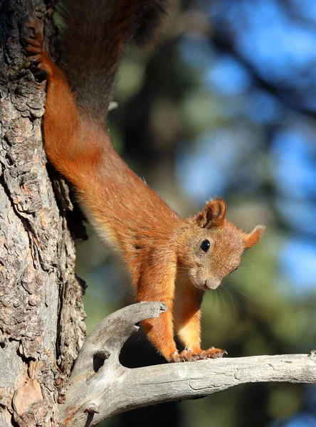 Sciurus Vulgaris Esquilo Tronco Pinheiro Siberiano — Fotografia de Stock