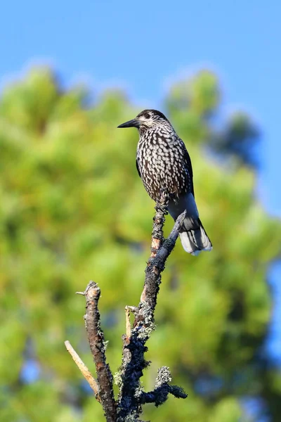 Nucifraga Caryocatactes Casse Noisette Automne Dans Nord Sibérie — Photo