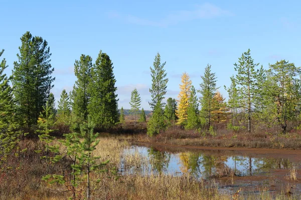 シベリア北西部の森のツンドラと秋の風景 — ストック写真