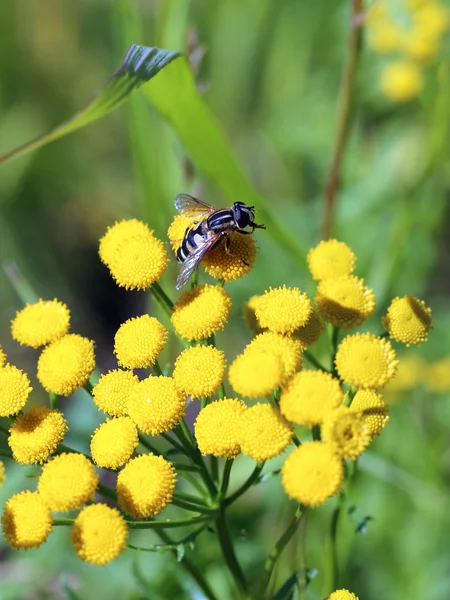 Tansy — Stock fotografie