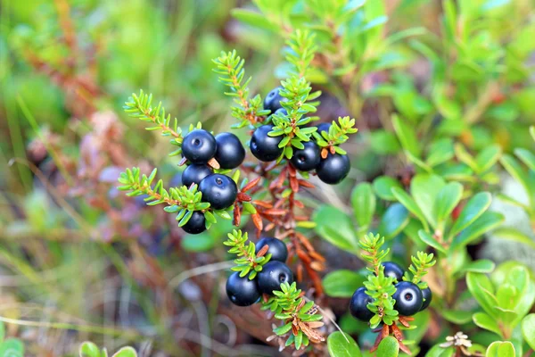 Kråkbär — Stockfoto