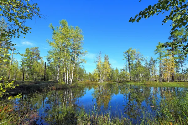 Forest lake in de herfst — Stockfoto