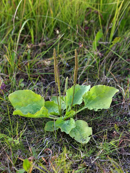 Plantain dans l'après-midi d'été — Photo