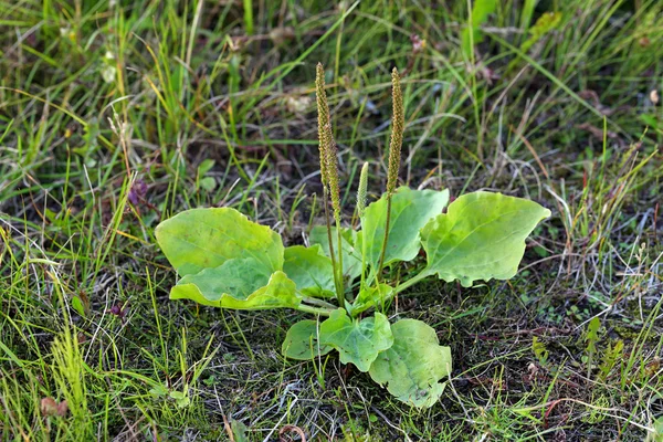 Főzőbanán — Stock Fotó