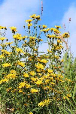 Narrowleaf Hawksbeard