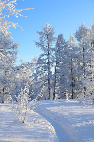 Path in the winter wood — Stock Photo, Image