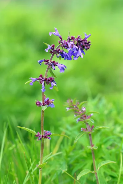 Dracocephalum nutans — Stock Photo, Image