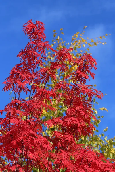 Sorbus aucuparia. Cinza de montanha — Fotografia de Stock