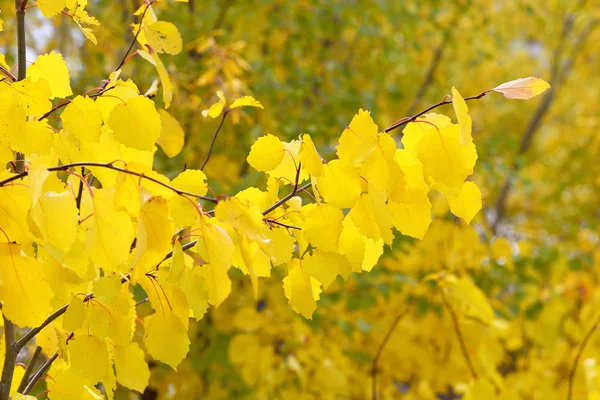 Aspen jesienią — Zdjęcie stockowe