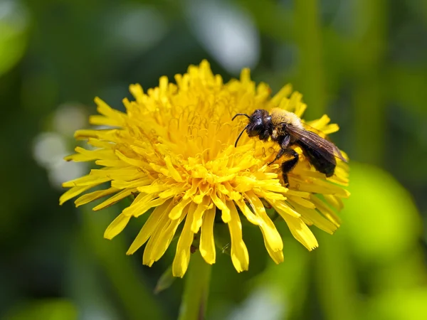 Abeja en una flor de diente de león — Foto de Stock