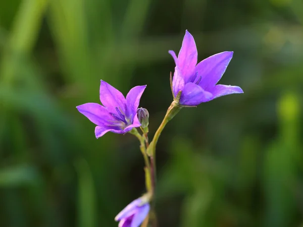 초 롱 꽃 속 altaica — 스톡 사진