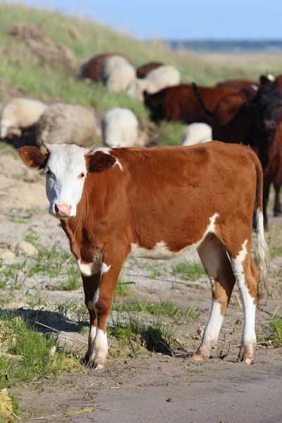 Vacas em um pasto — Fotografia de Stock