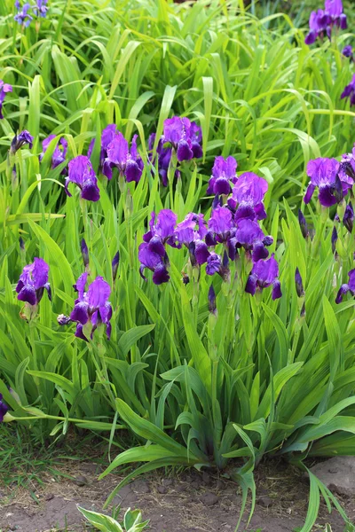 Iris germanica —  Fotos de Stock