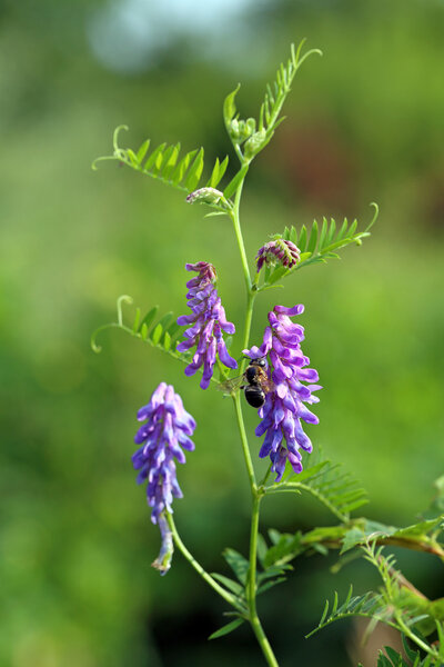 wild vetch